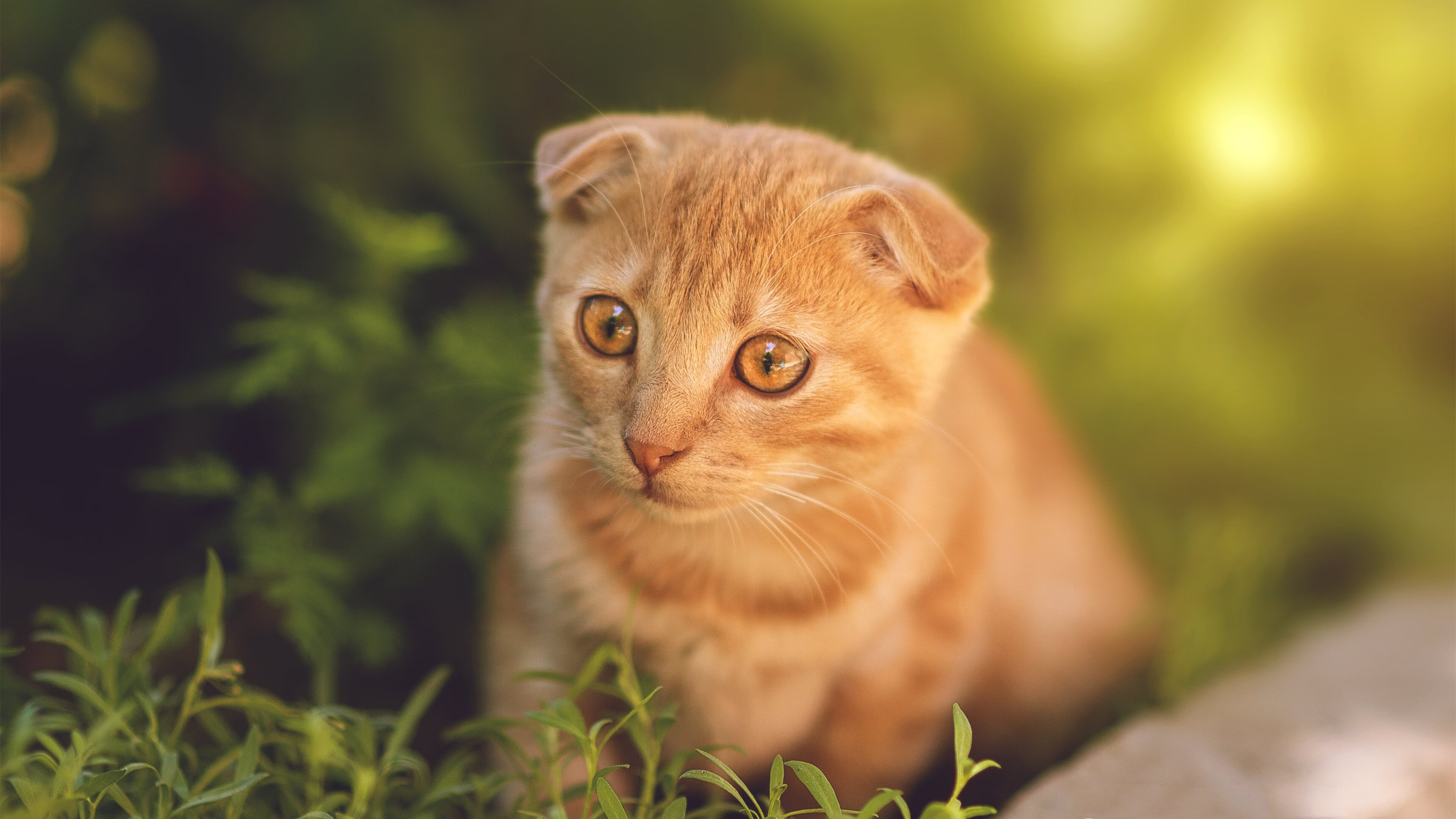 奥预赛中国队战平 球迷期待球队反弹,奥预赛在哪里举行