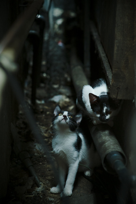 中国足球联赛数据分析应用深度拓展,中国足球联赛数据分析应用深度拓展策略