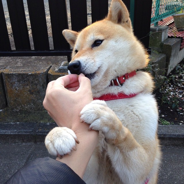 爱游戏app活动-意式蛙泳硬核出击 切拉苏奥洛冲出风采