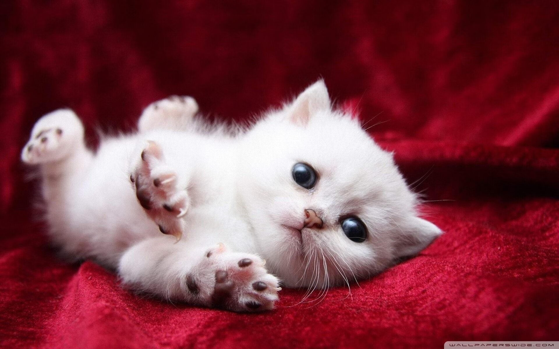 赛事直播引爆橄榄球热潮，英格兰成焦点，英式橄榄球比分