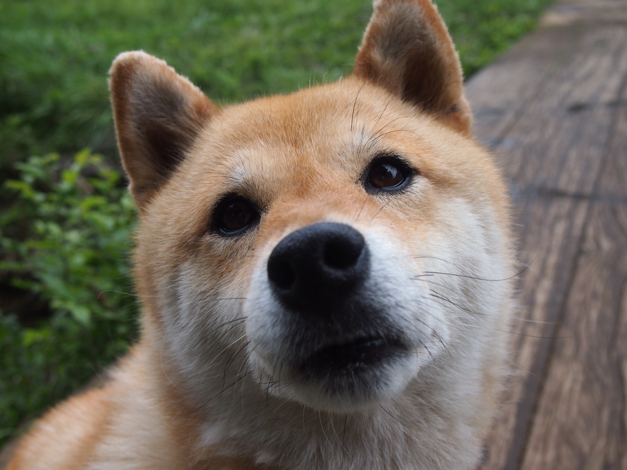 爱游戏体育入口-跳水表现出色朝鲜获高分，跳水 朝鲜