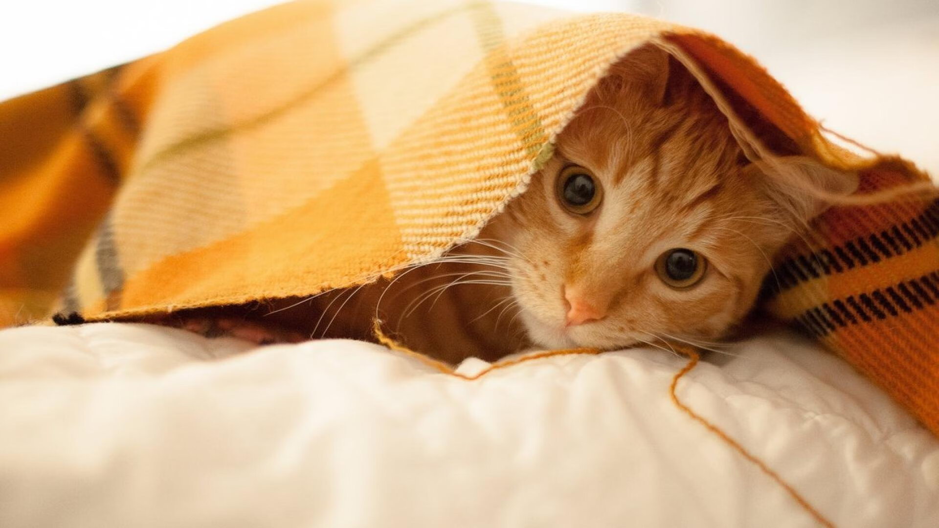 爱游戏下载-Guglielmino 领导力折射团队团结精神，团队领导力的句子经典